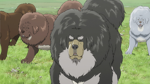 Amazon.co.jp: チベット犬物語 ~金色のドージェ~ [DVD] : 濱田龍